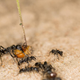Matabele ants returning from a successful raid. The big ant carries two termite soldiers in its mouth as prey. (Image: Erik Frank)